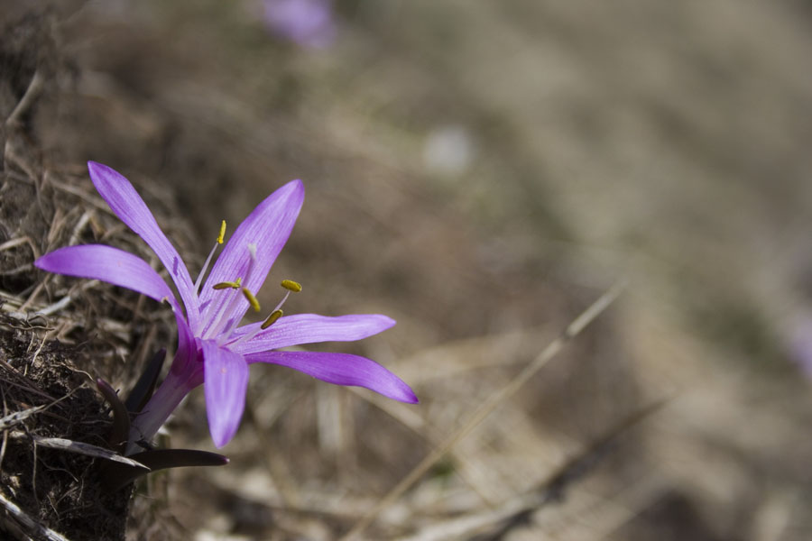 Colchicum bulbocodium (= Bulbocodium vernum) / Colchico di Spagna